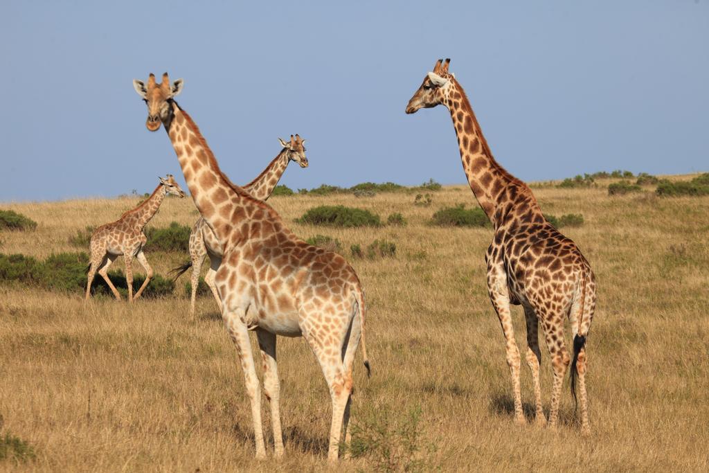 Botlierskop Bush Villas Sandhoogte エクステリア 写真