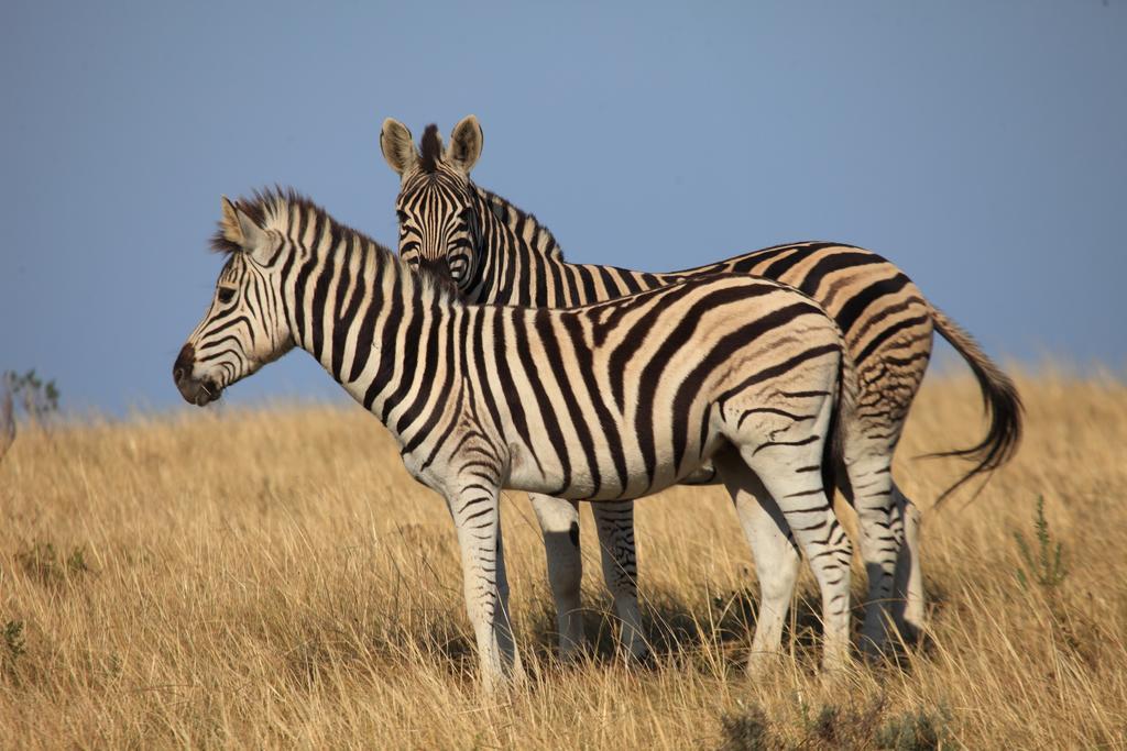 Botlierskop Bush Villas Sandhoogte エクステリア 写真