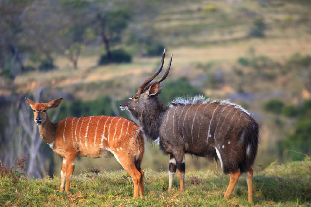 Botlierskop Bush Villas Sandhoogte エクステリア 写真