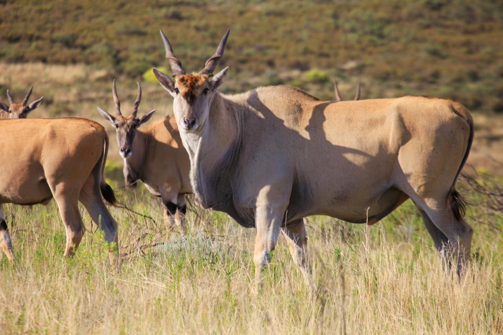 Botlierskop Bush Villas Sandhoogte エクステリア 写真